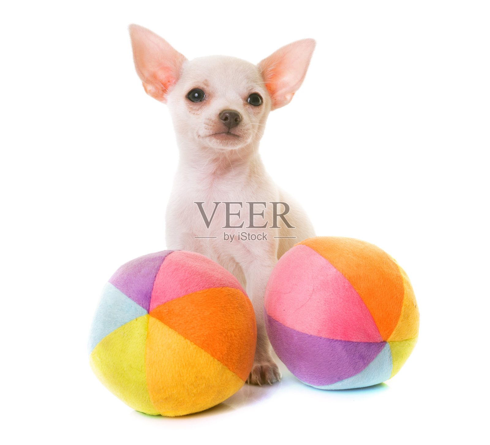 小狗白色吉娃娃照片摄影图片