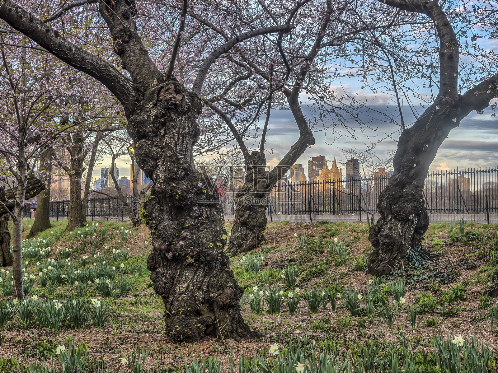 中央公园的春天照片摄影图片