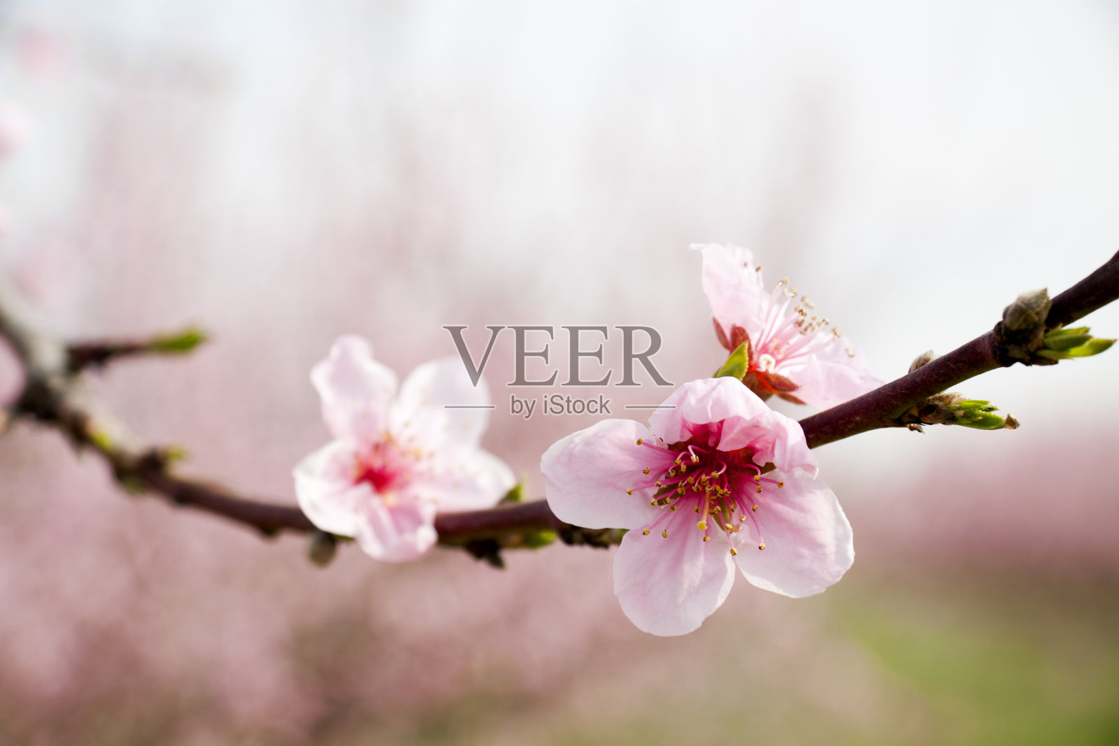 桃花儿照片摄影图片