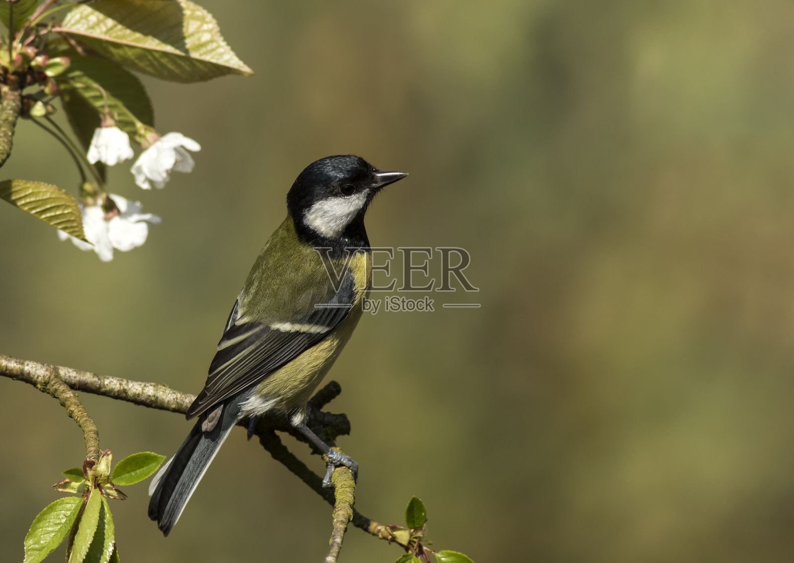 大山雀栖息在樱花上照片摄影图片