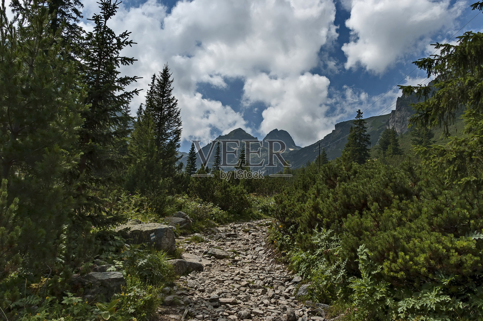 在瑞拉山的Maliovitza峰的生态步道上，阳光照耀的山长满了针叶林和林间空地照片摄影图片