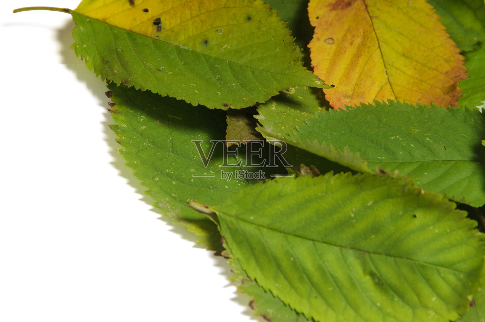 秋天背景照片摄影图片