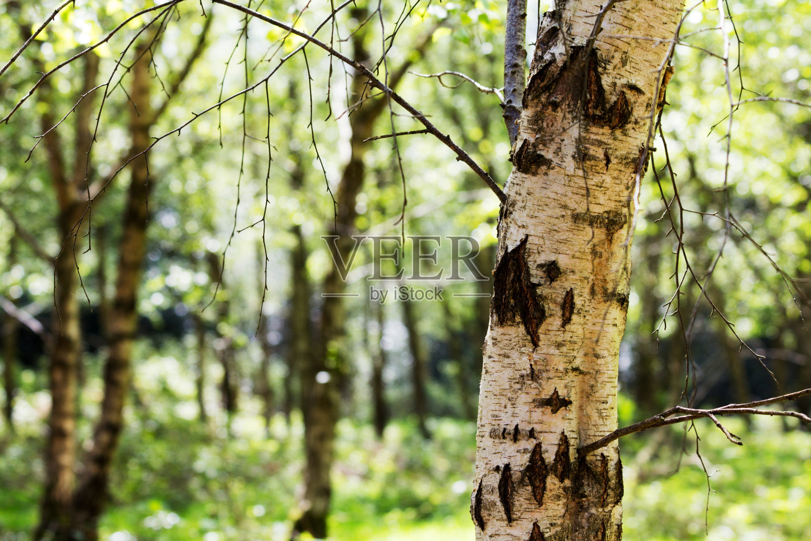 英国的森林在春天变得生机勃勃照片摄影图片