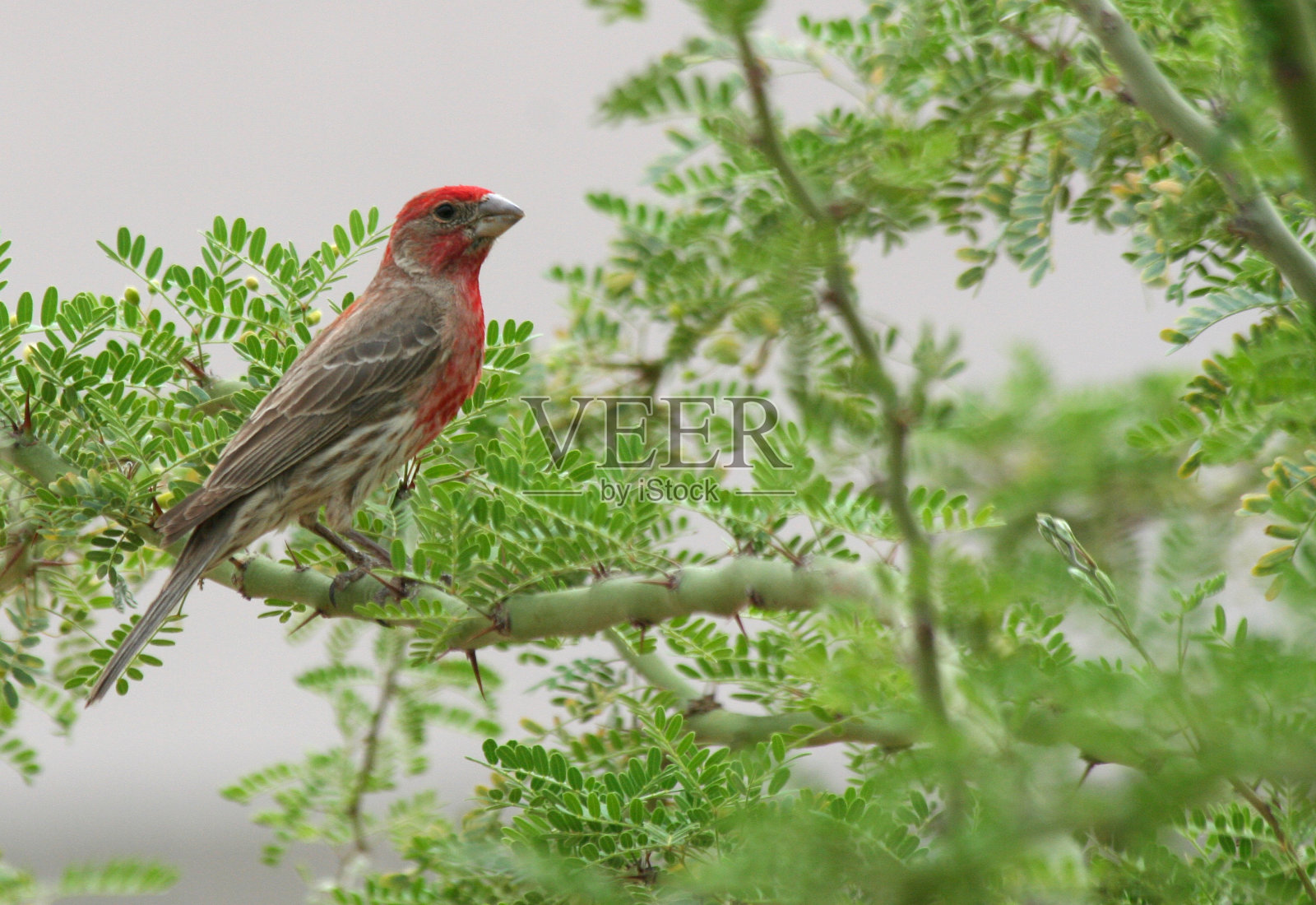 帕罗布雷亚树的红雀照片摄影图片