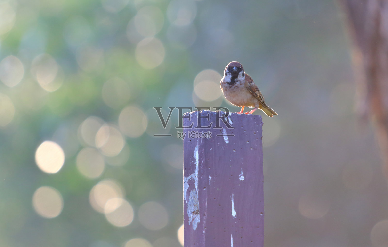 鸟照片摄影图片