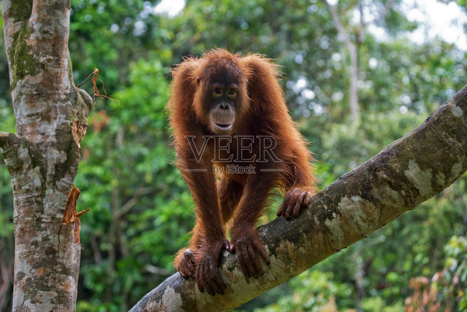 野生猩猩宝宝。照片摄影图片