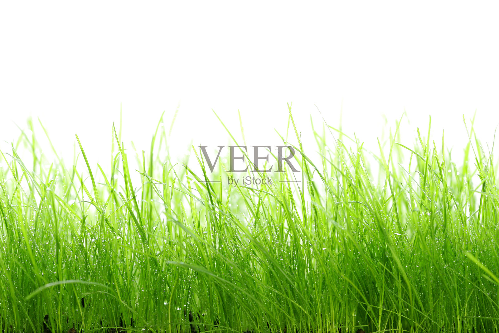 鲜绿的草照片摄影图片