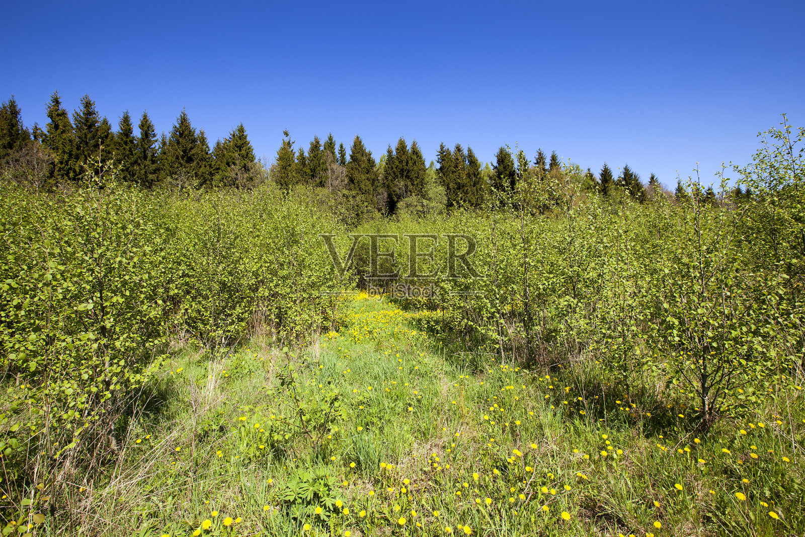 春天照片摄影图片