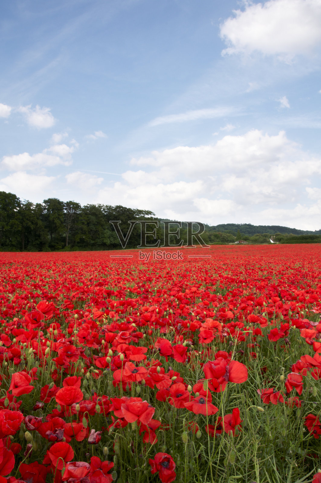 罂粟花田照片摄影图片