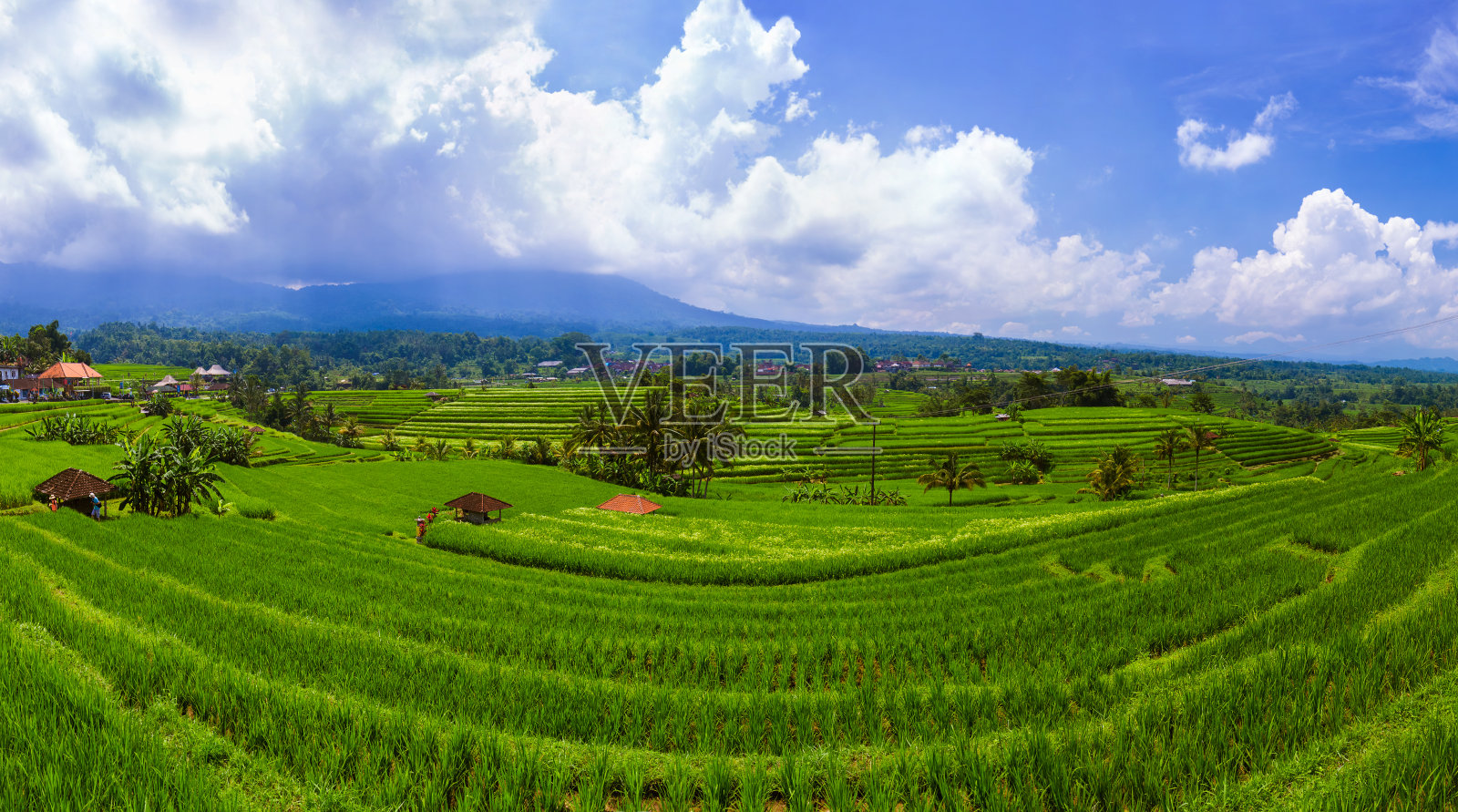 稻田——印度尼西亚巴厘岛照片摄影图片