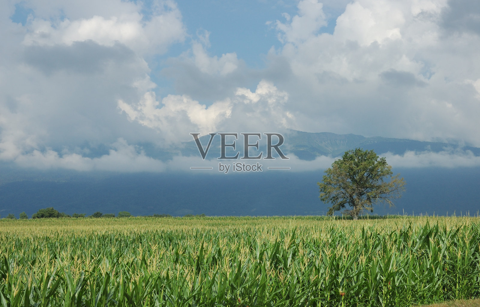 场的玉米照片摄影图片