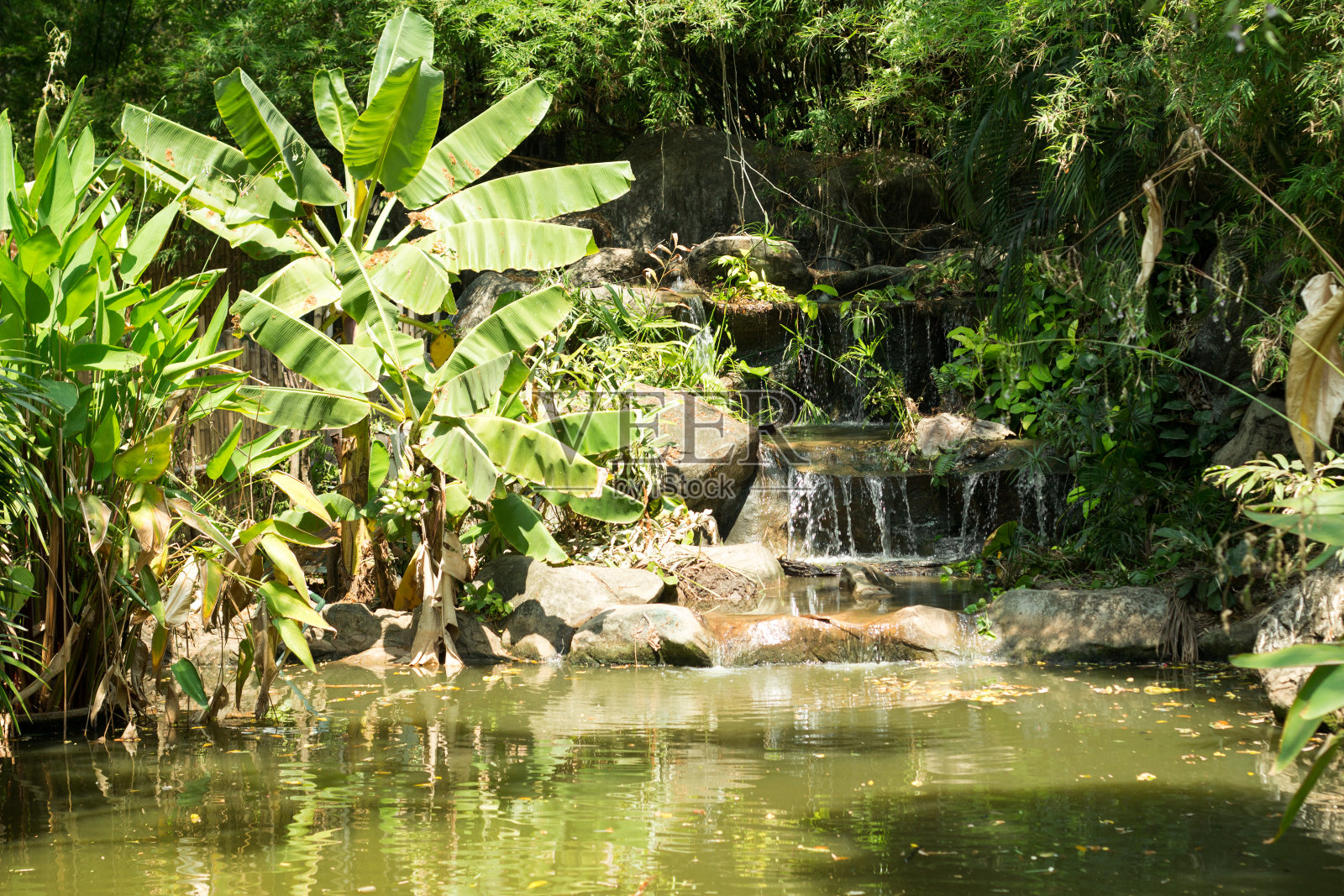 丛林中的瀑布照片摄影图片