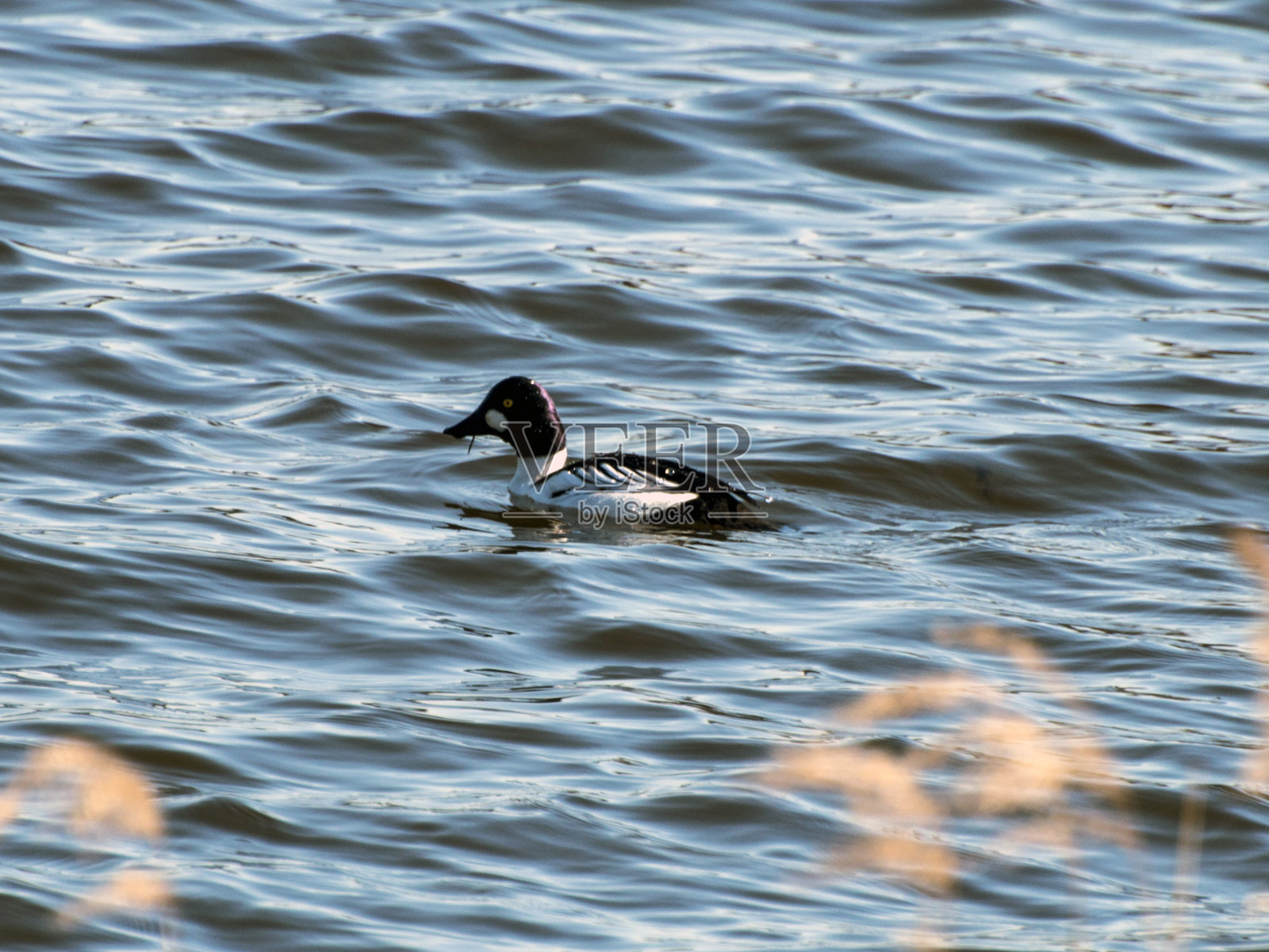 常见的《黄金眼》在内的邦德系列照片摄影图片