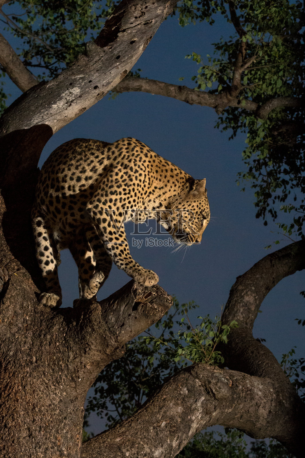 晚上站在树上的豹子照片摄影图片