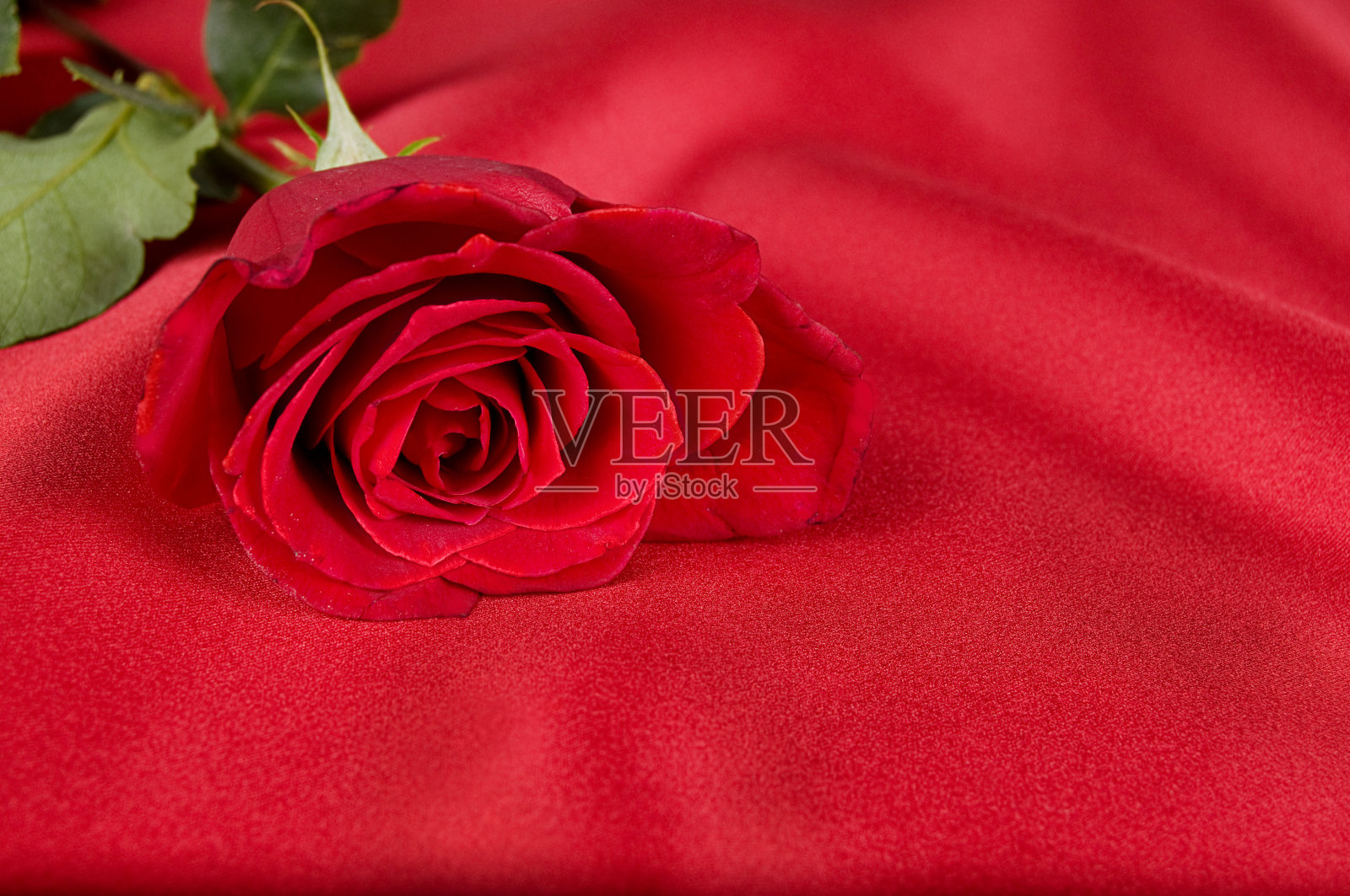 红缎上的玫瑰照片摄影图片