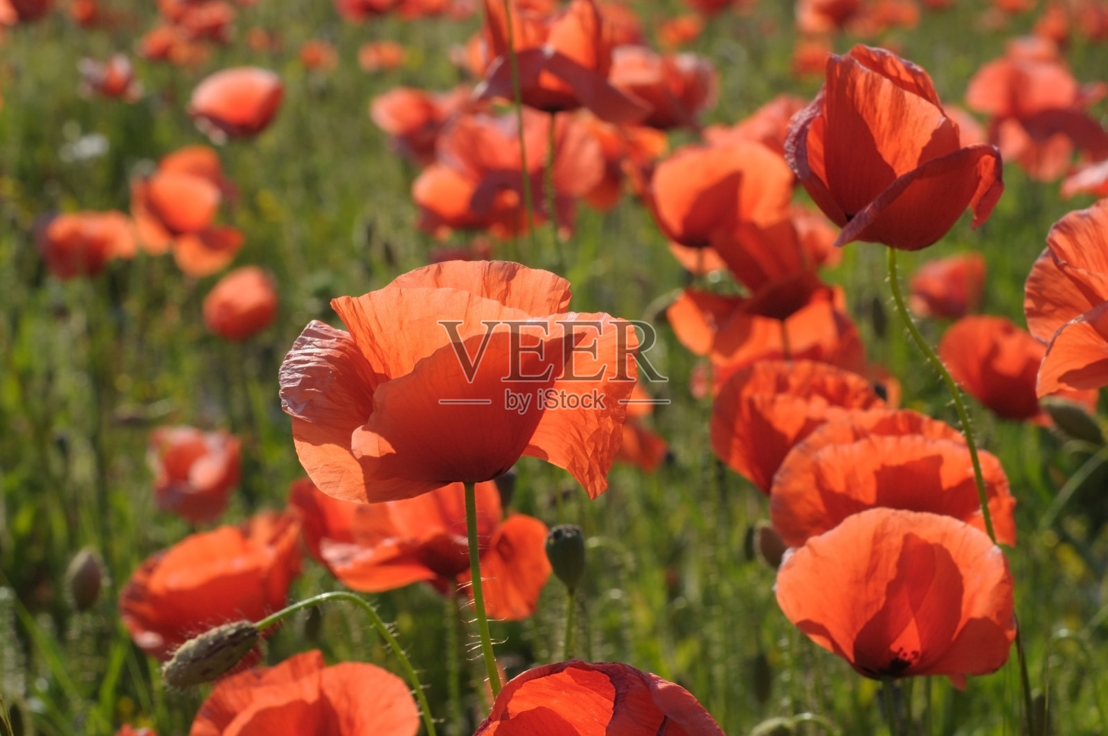 罂粟照片摄影图片