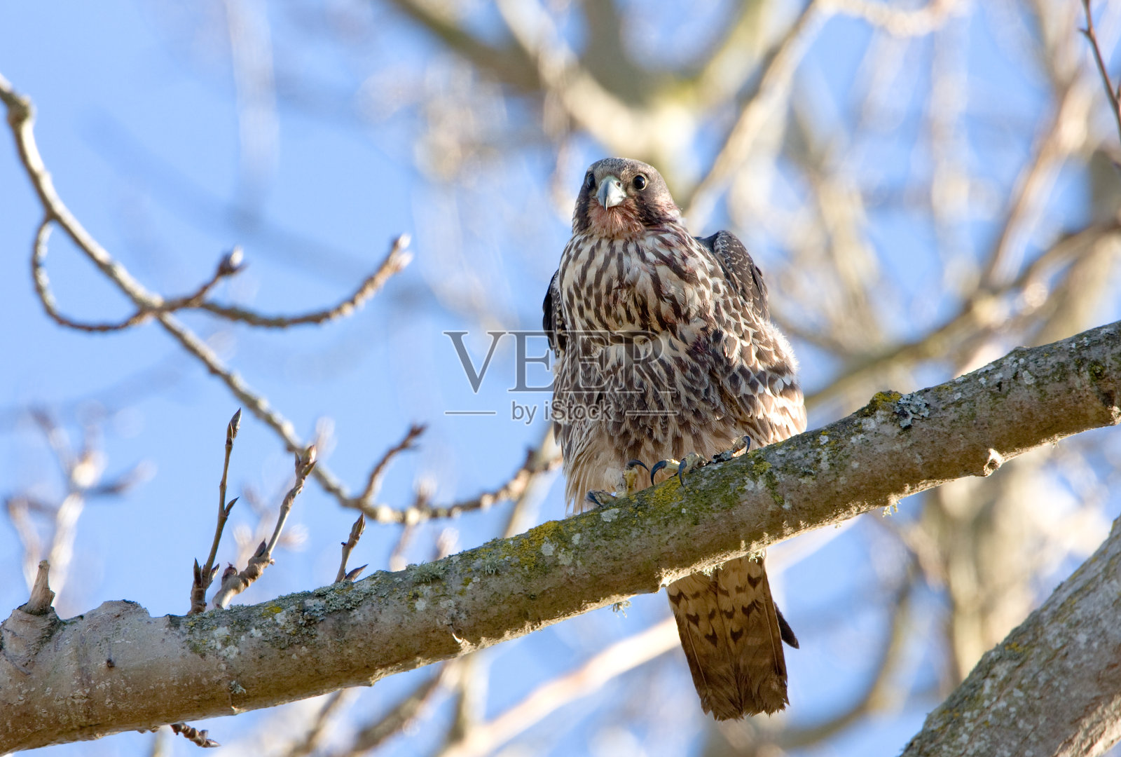 游隼与全丰收照片摄影图片