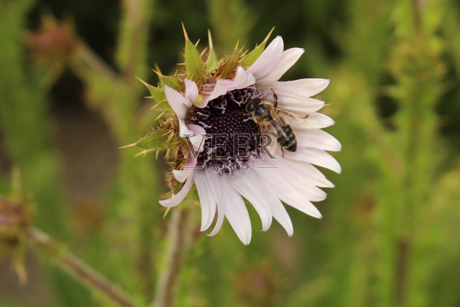“祖鲁勇士”花-柏克海亚紫花照片摄影图片