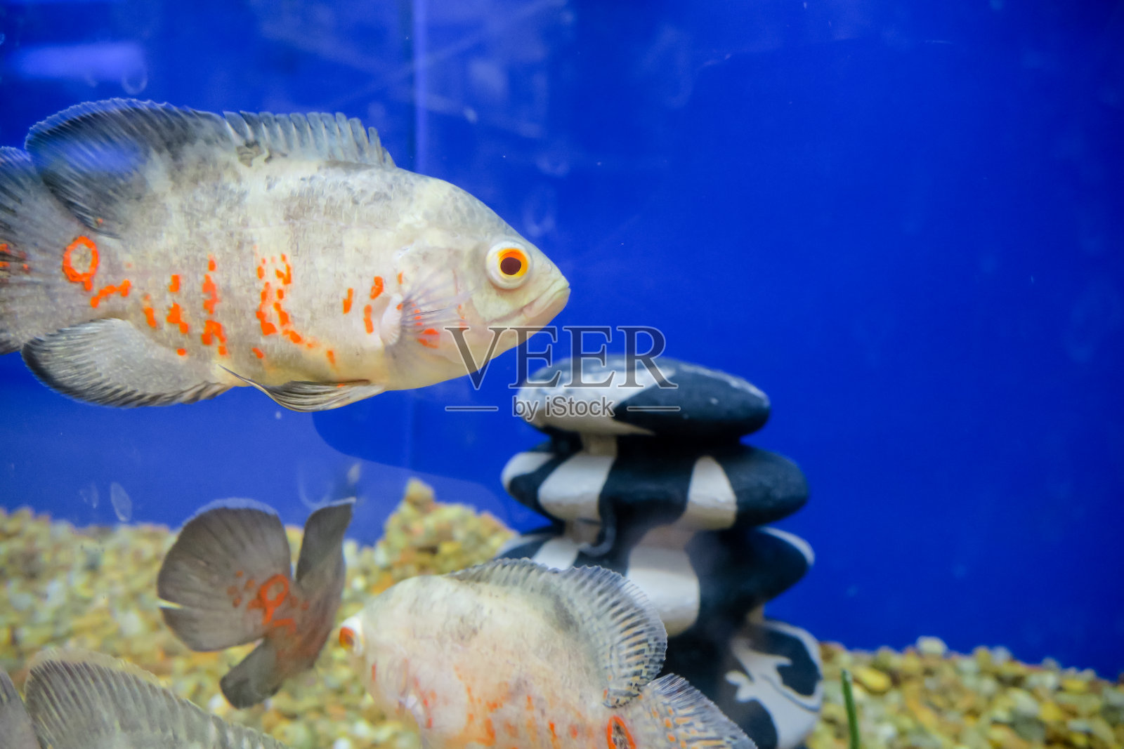 宠物白照片摄影图片