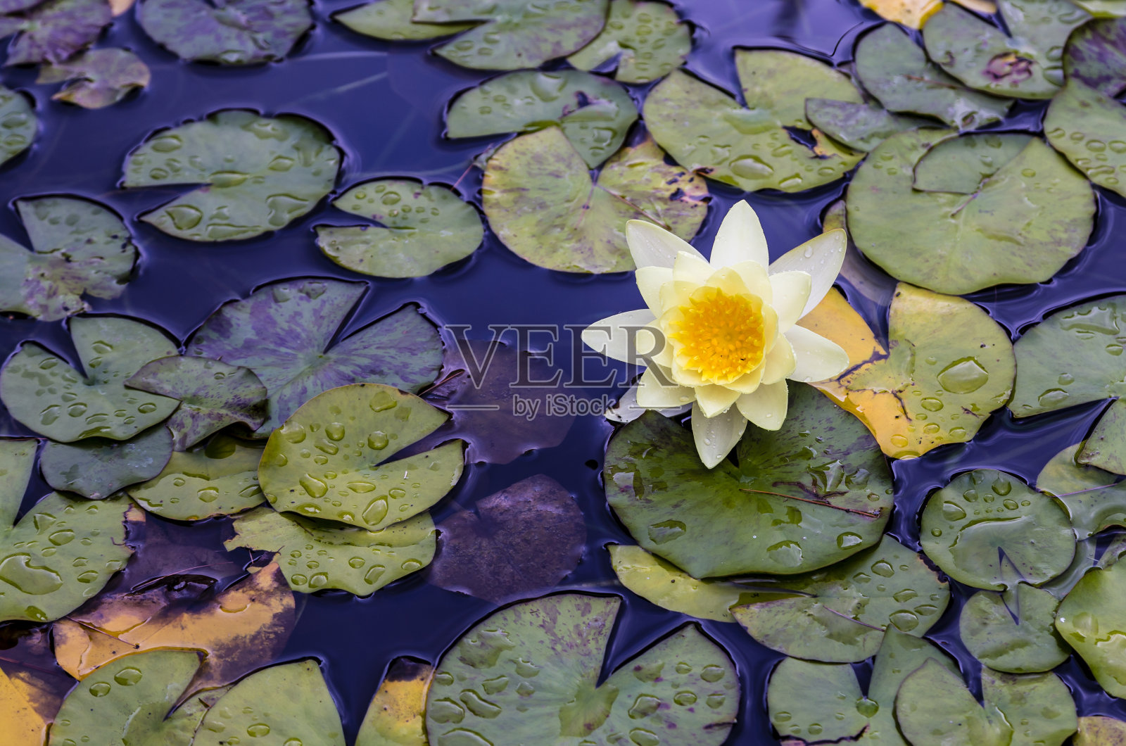 黄色的荷花照片摄影图片