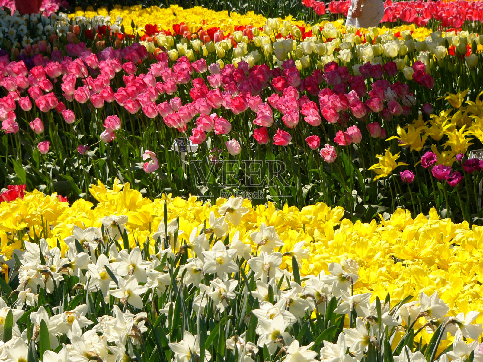 花花照片摄影图片