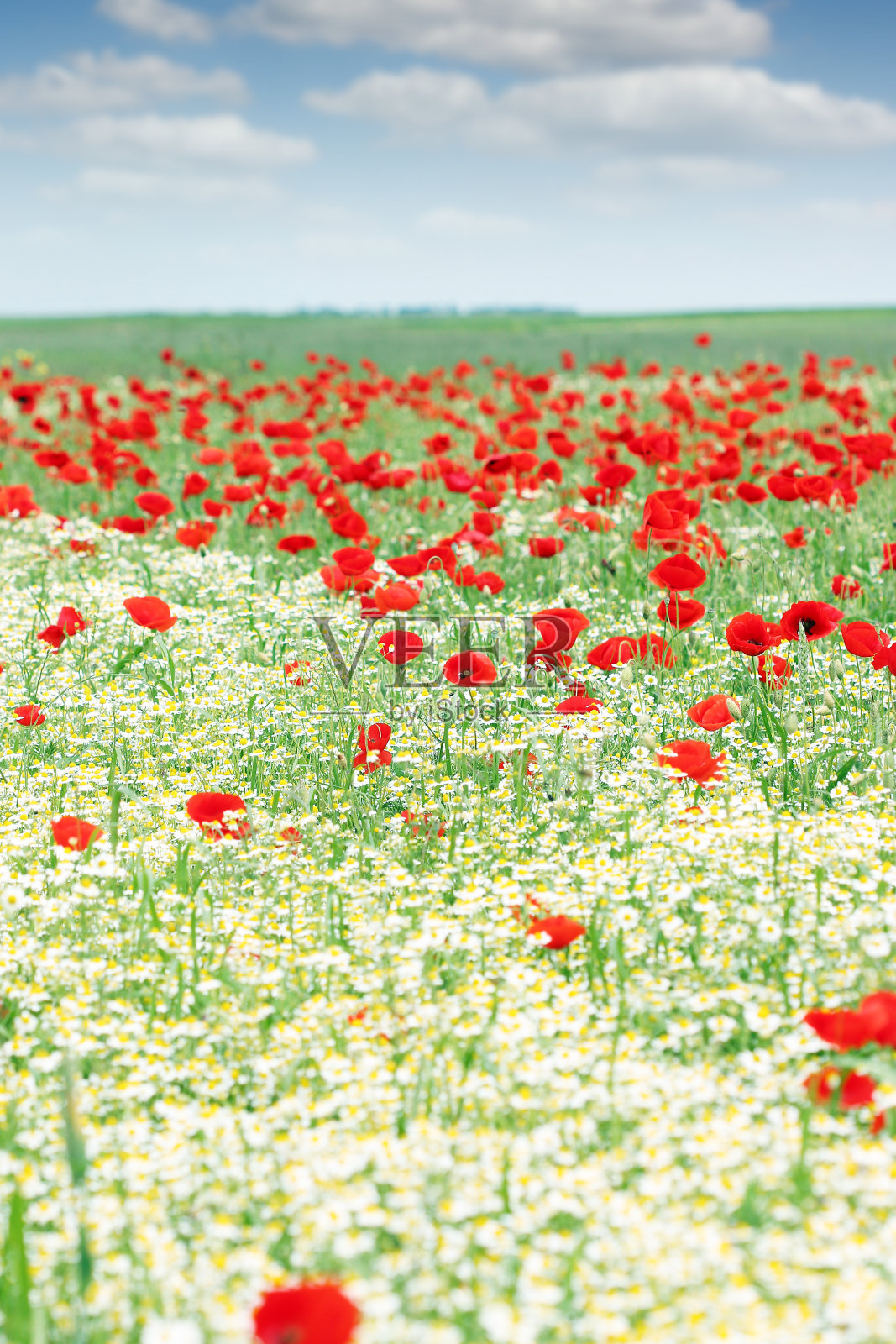 野花草地，蓝天景观照片摄影图片