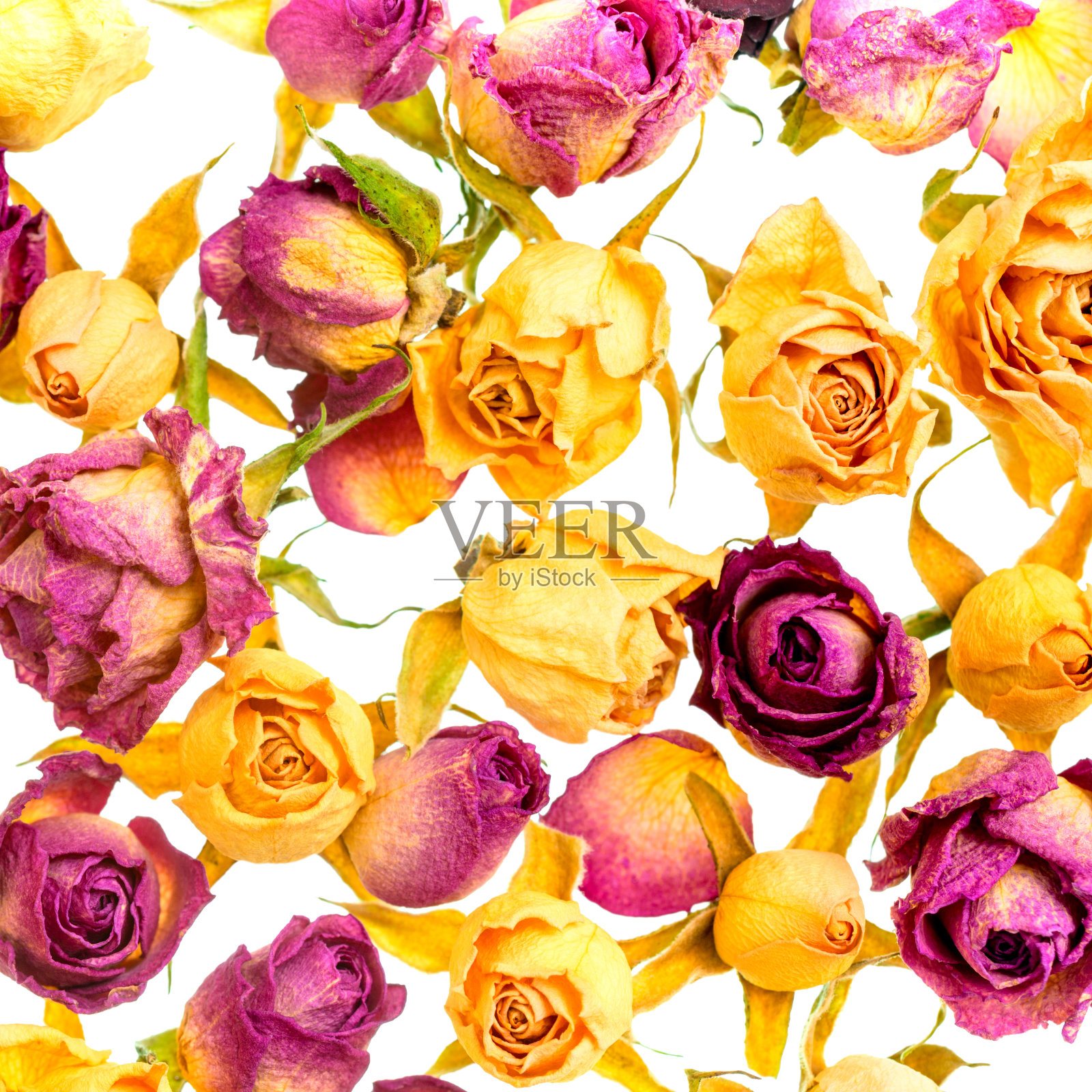 美丽的干红玫瑰就像与世隔绝的背景照片摄影图片