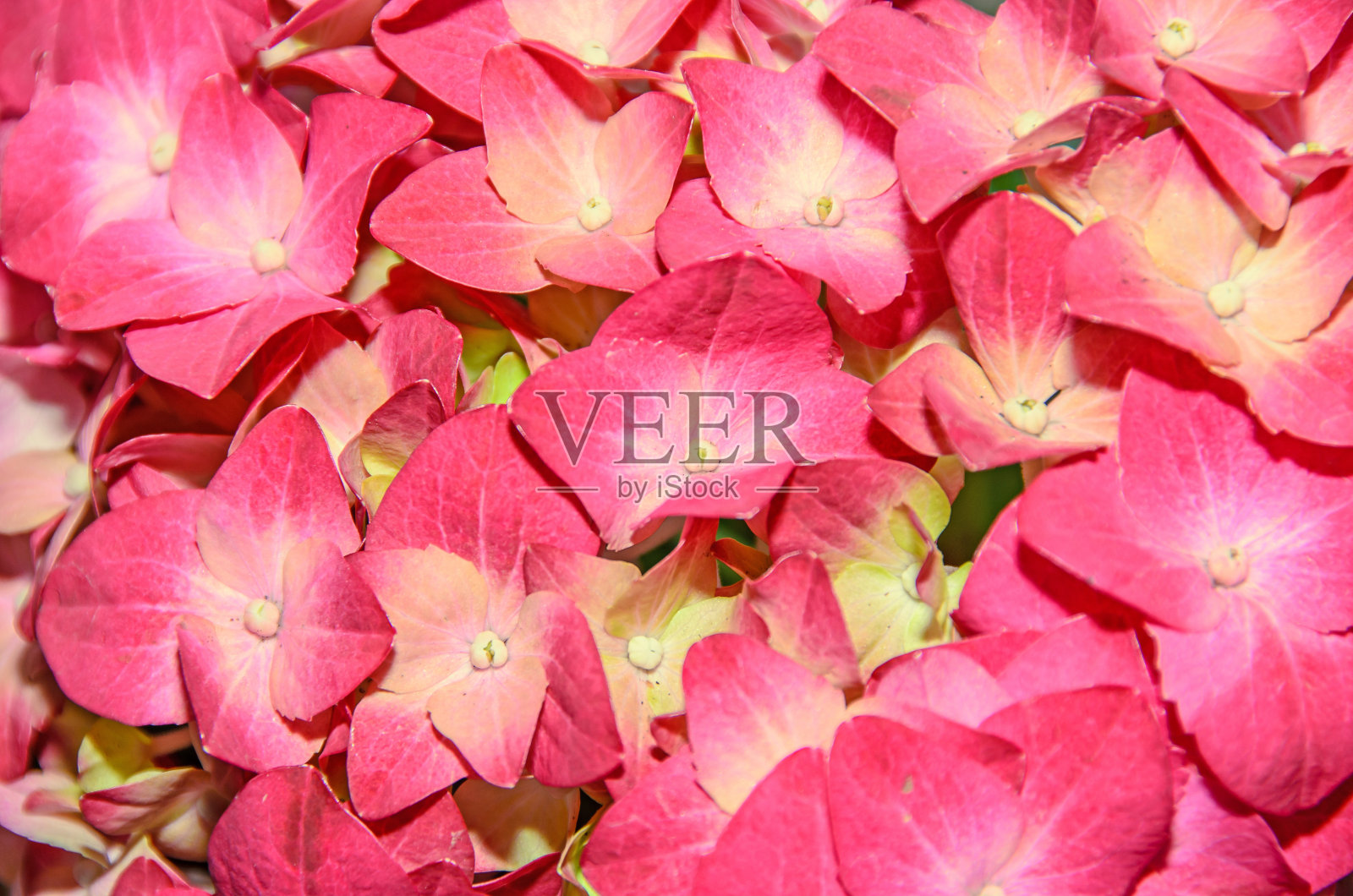 粉红色带有黄色的绣球花，hortensia花瓣合上，散枝照片摄影图片