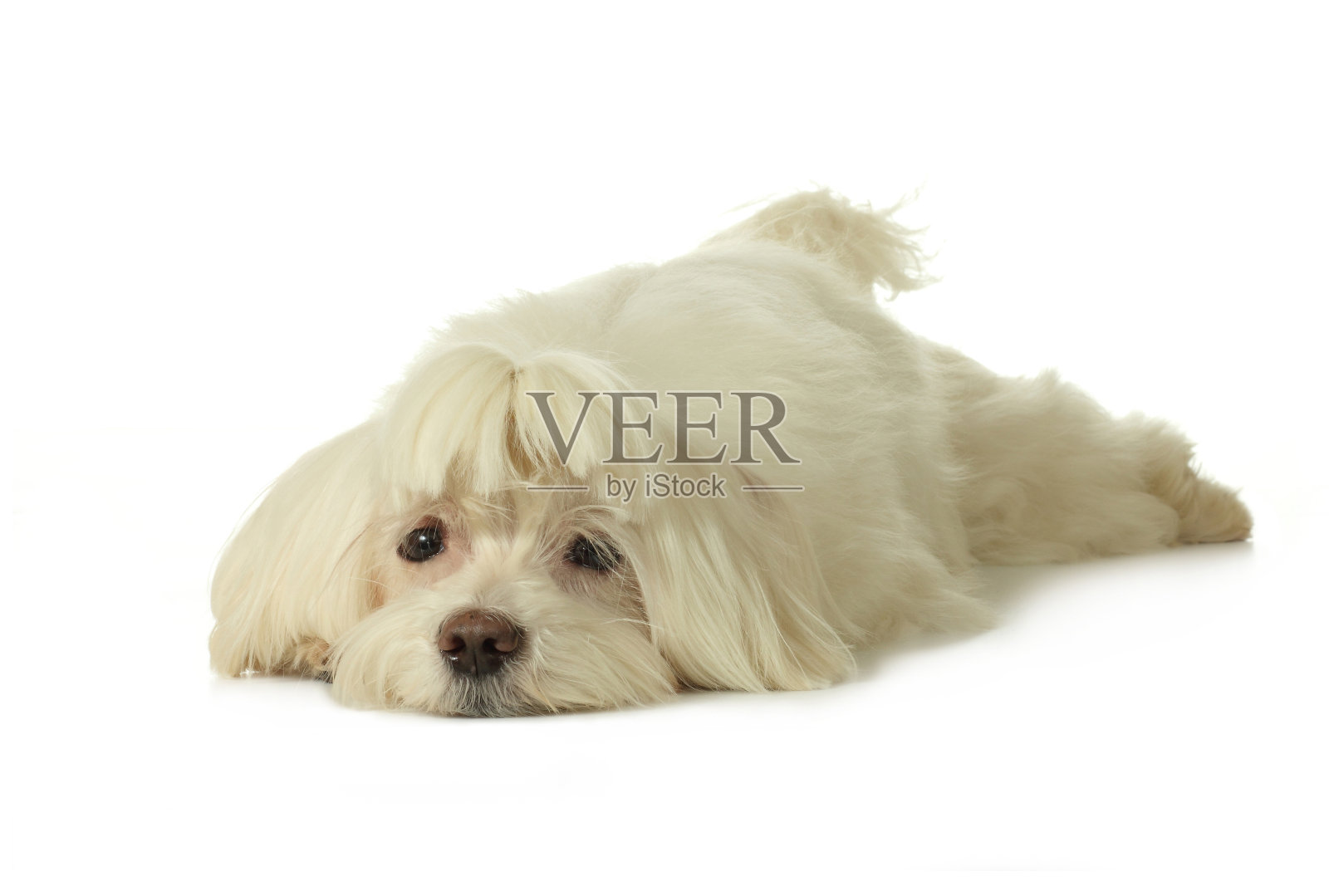 马耳他狗照片摄影图片