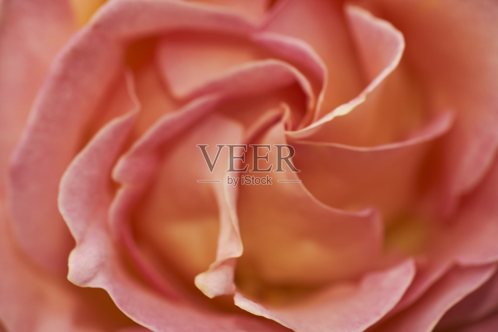 在春天照片摄影图片