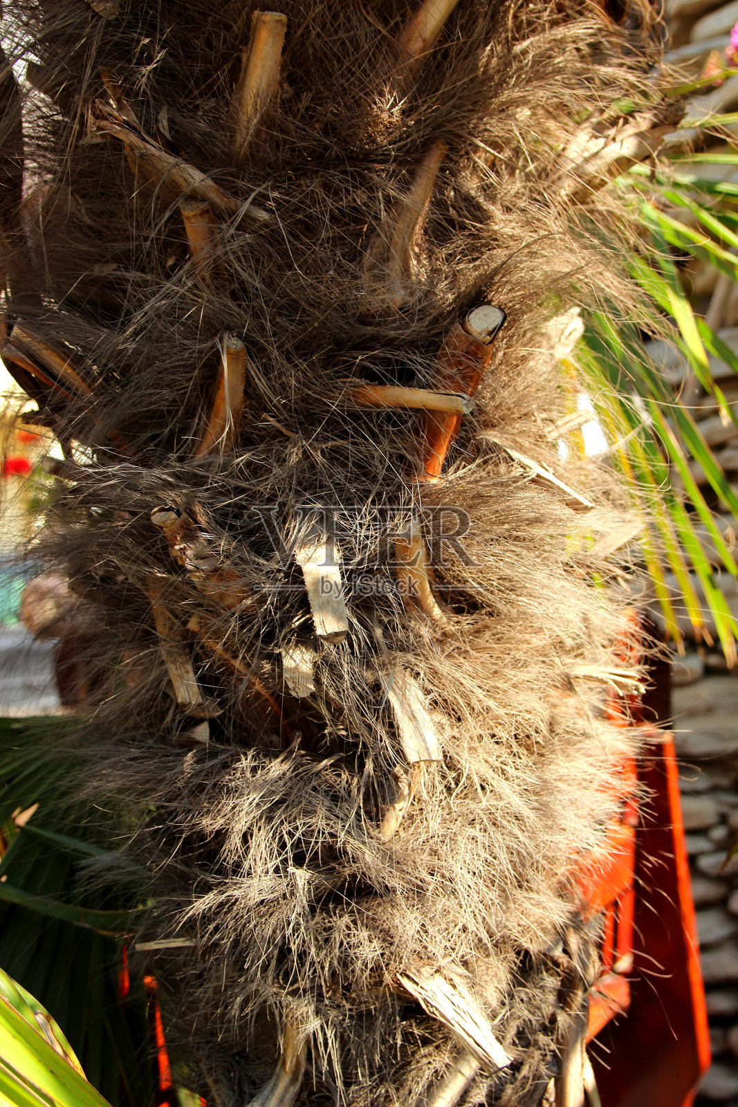 棕干纹理。照片摄影图片