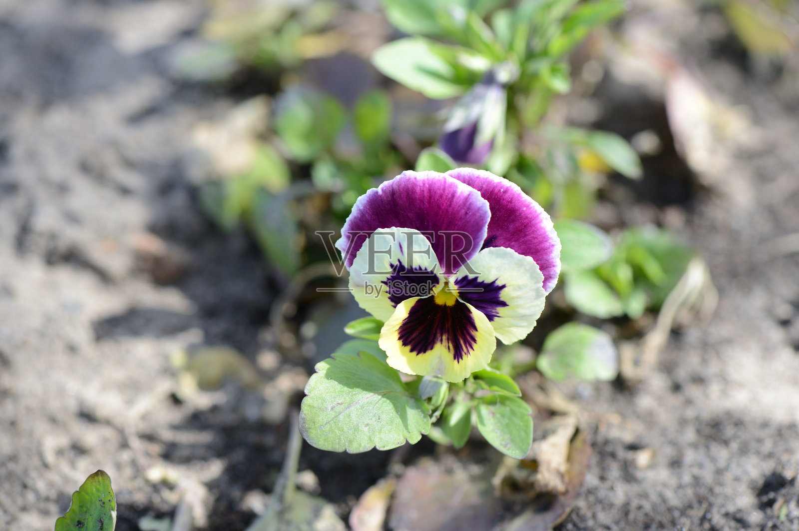 花园里鲜艳的花朵特写照片摄影图片