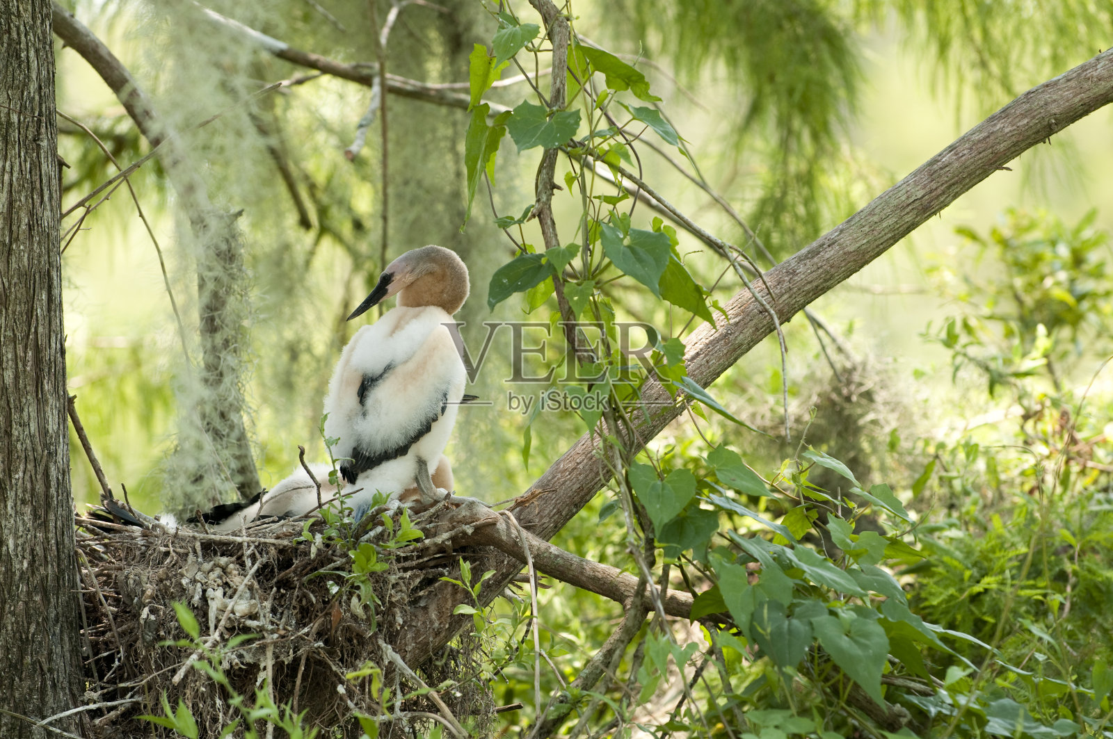 白鹭小鸡照片摄影图片