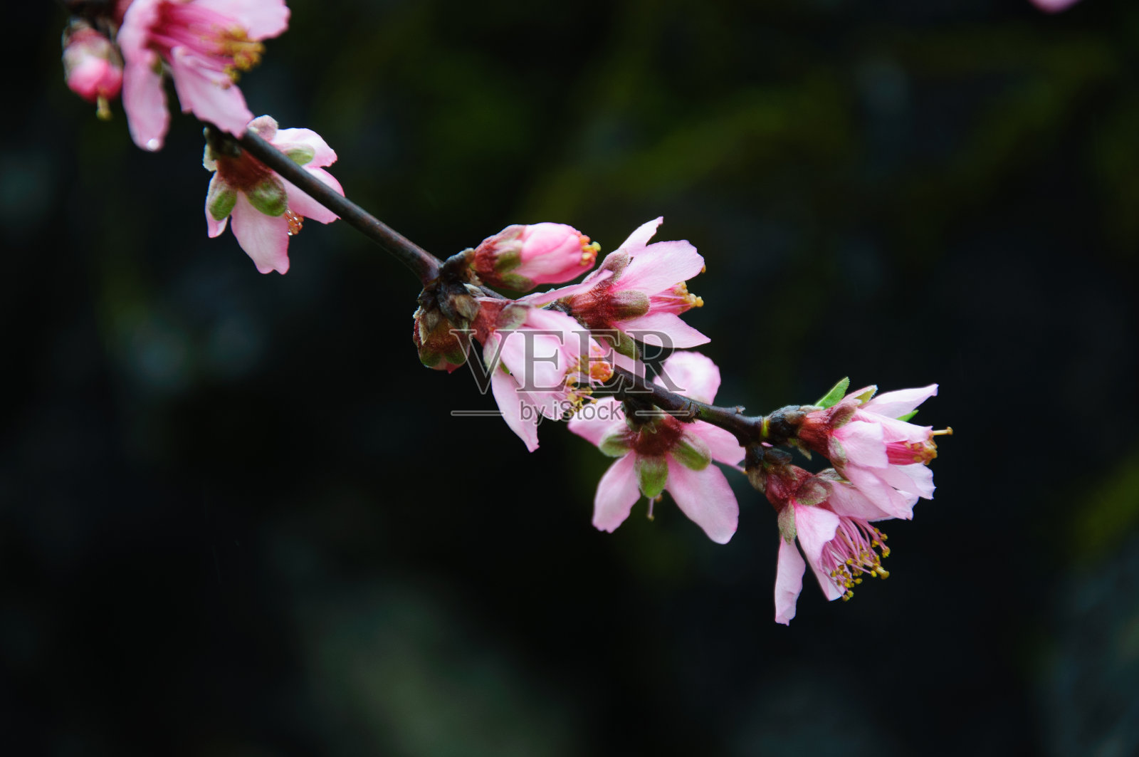 美丽盛开的桃花照片摄影图片