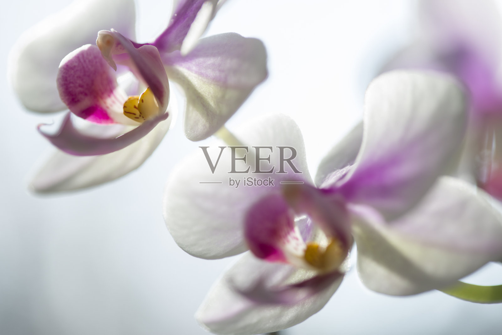 白色背景上的白色兰花照片摄影图片