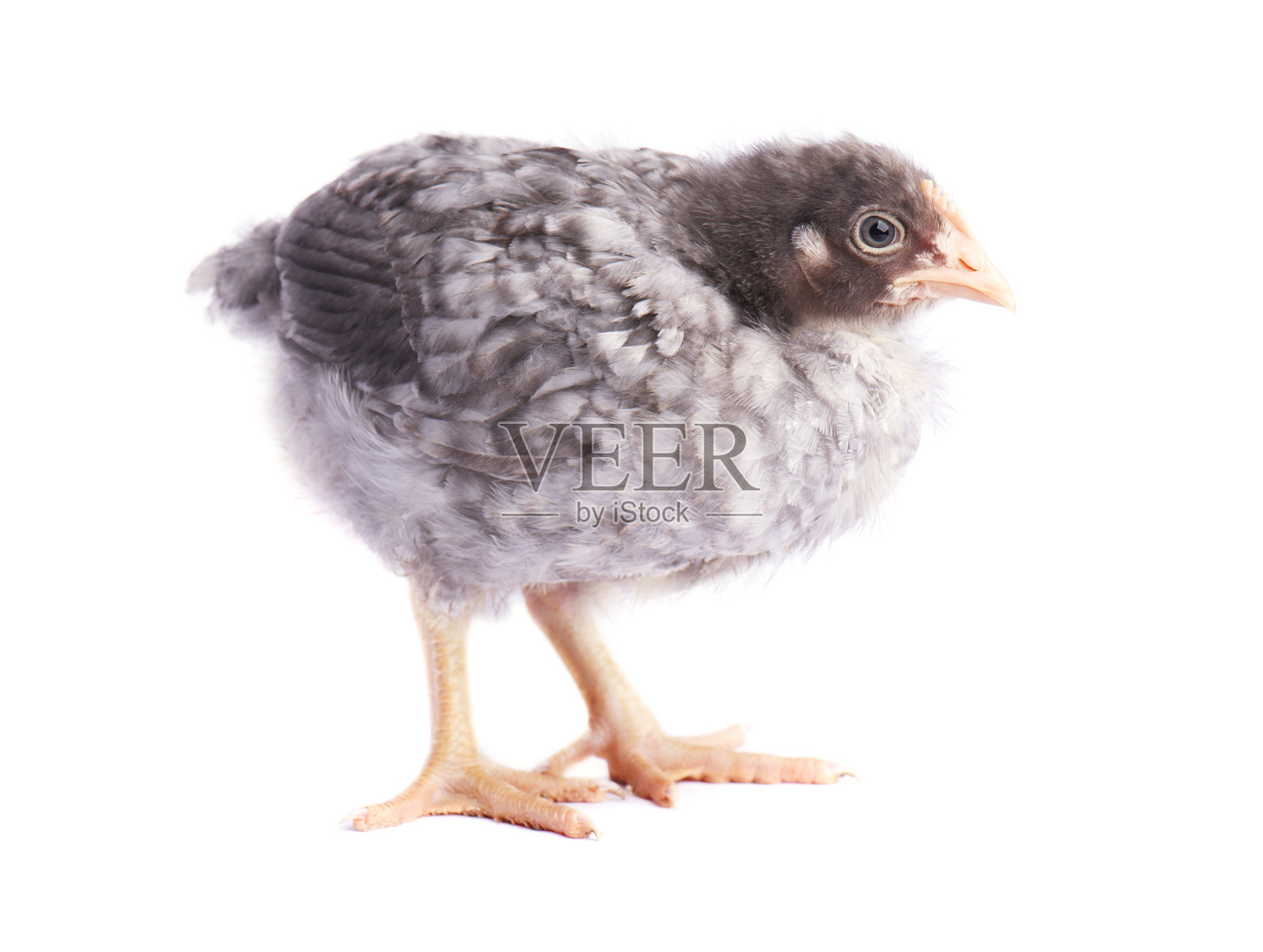 灰色鸡隔离照片摄影图片