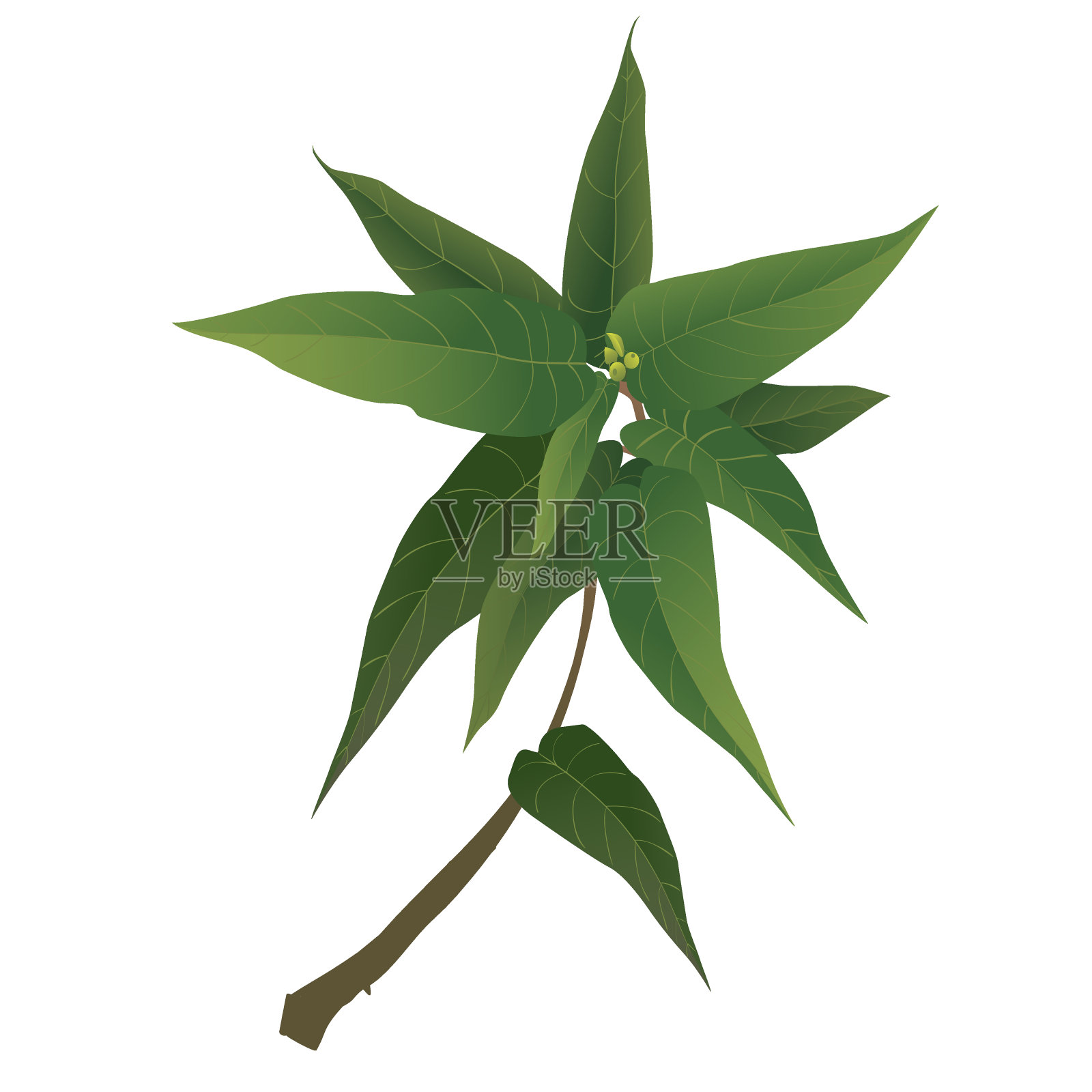 绿色的树叶设计元素图片