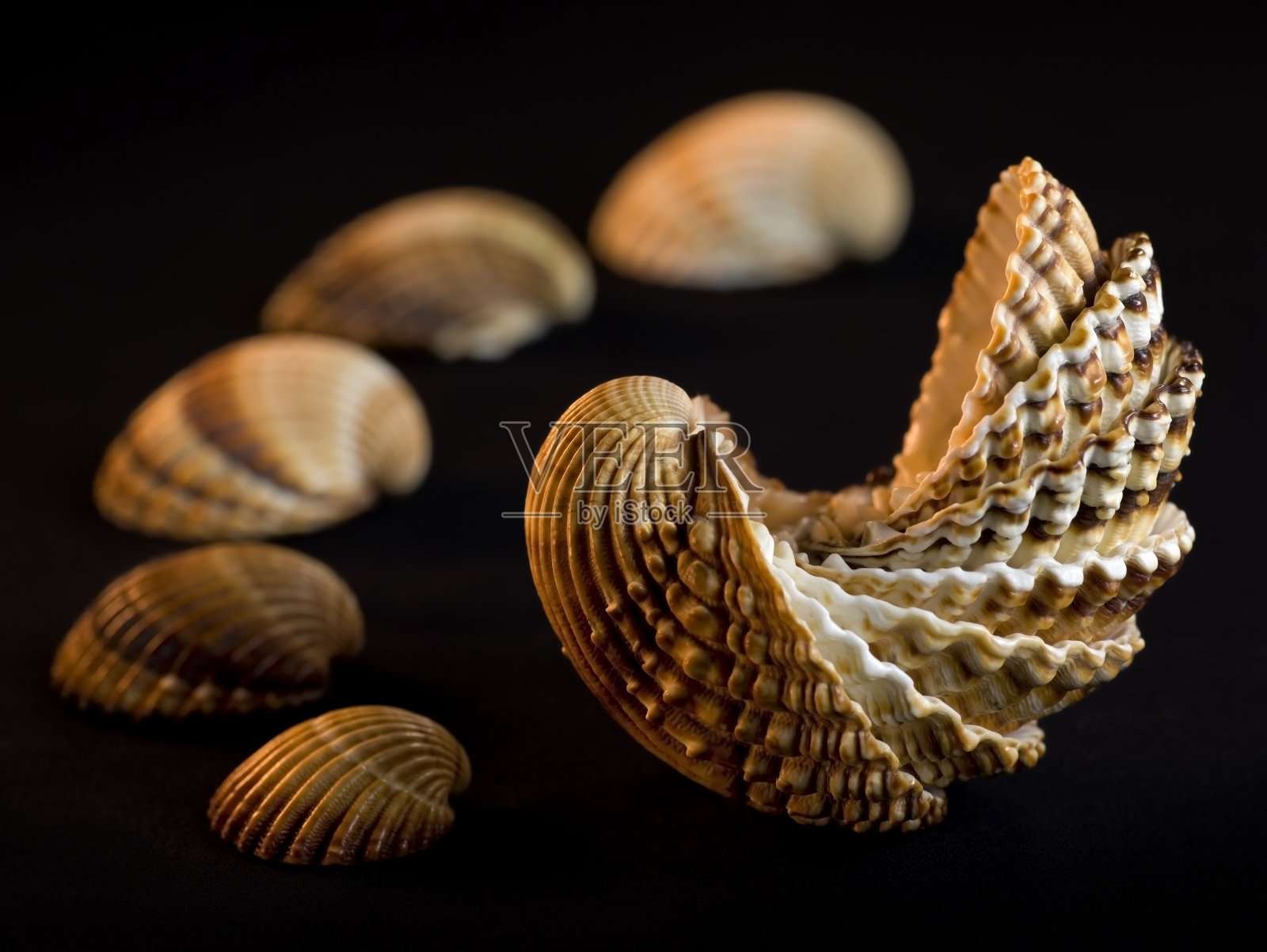 贝壳照片摄影图片