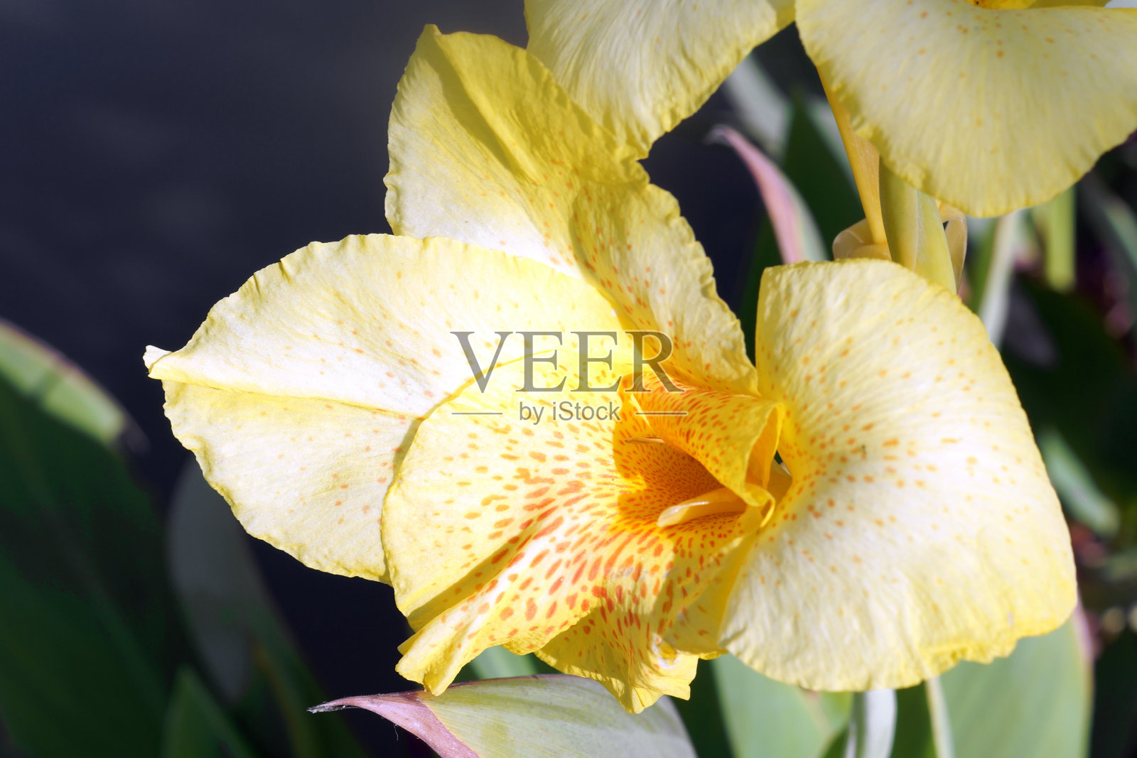 黄色的兰花照片摄影图片