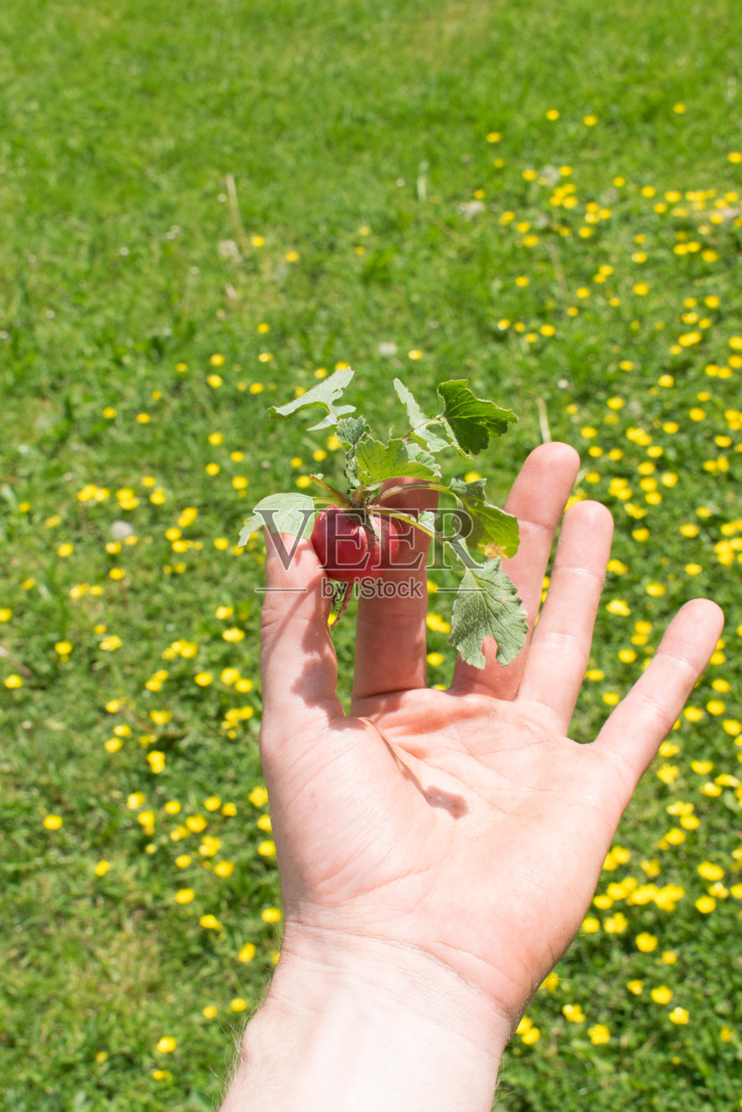 一只手拿着一个萝卜照片摄影图片