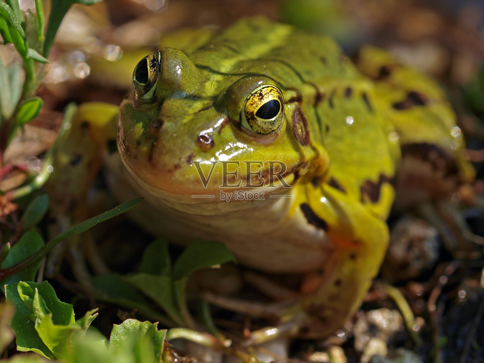 绿色青蛙的特写照片摄影图片
