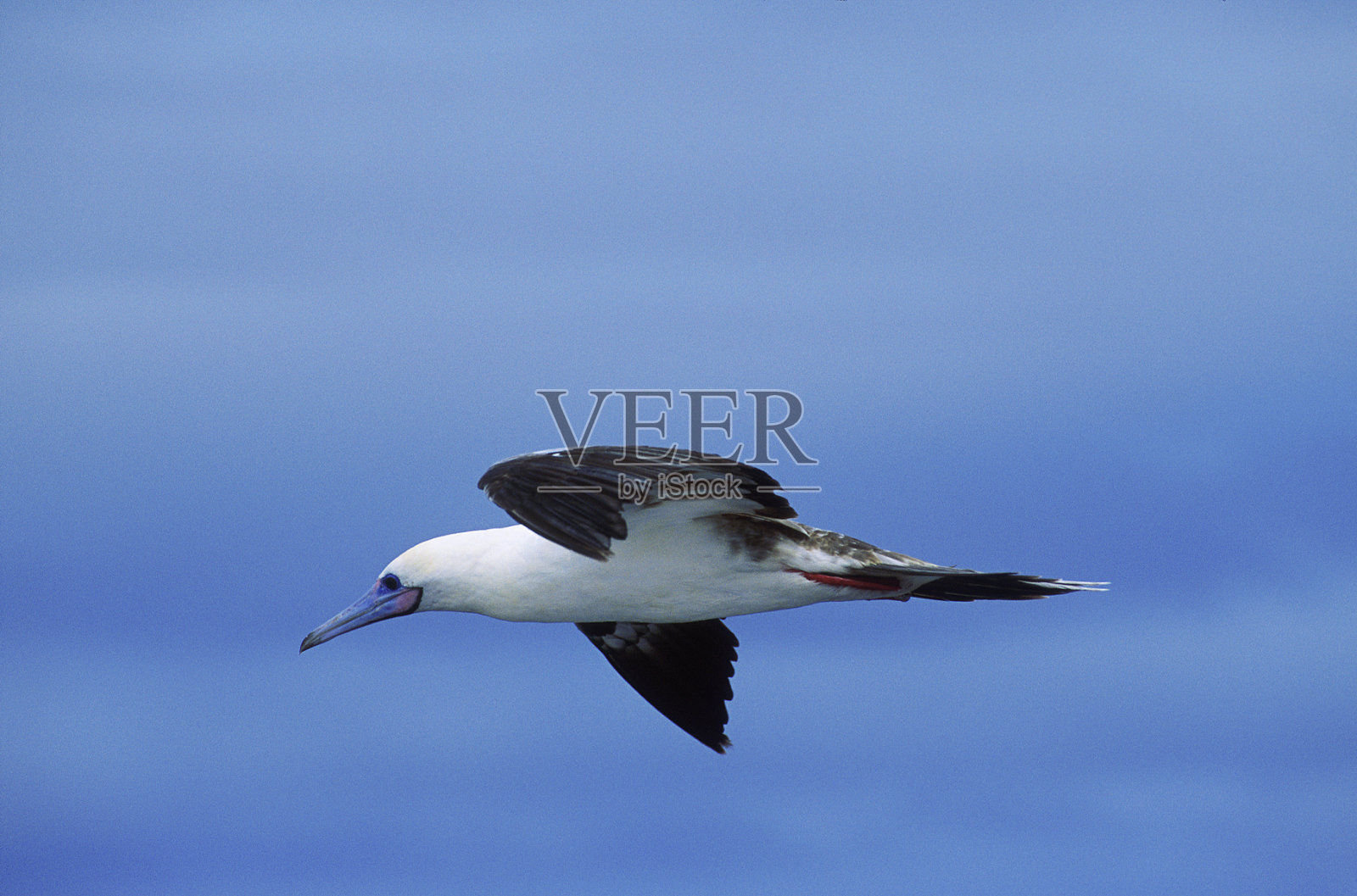蓝脚鲣鸟在蓝天上飞翔照片摄影图片
