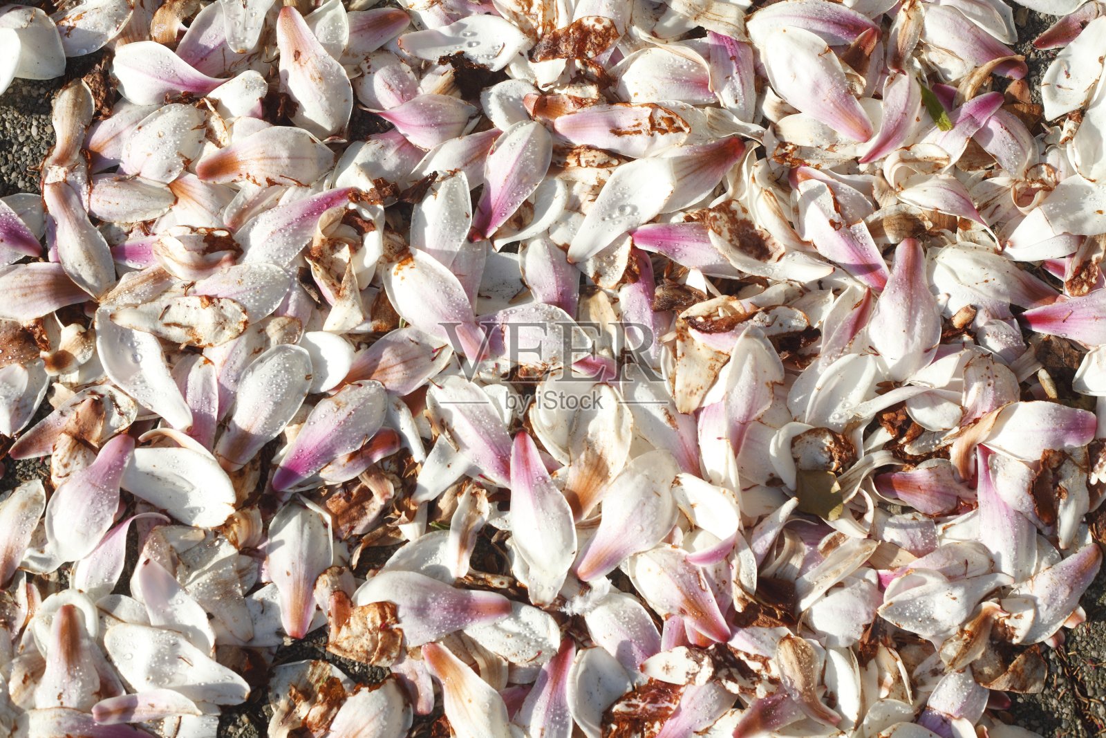 地板上的木兰花旗松饼照片摄影图片