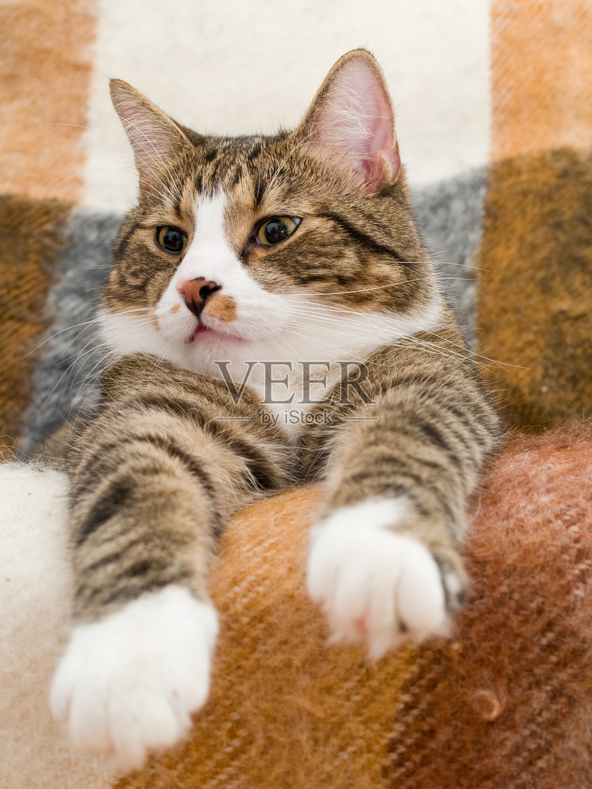 家猫照片摄影图片