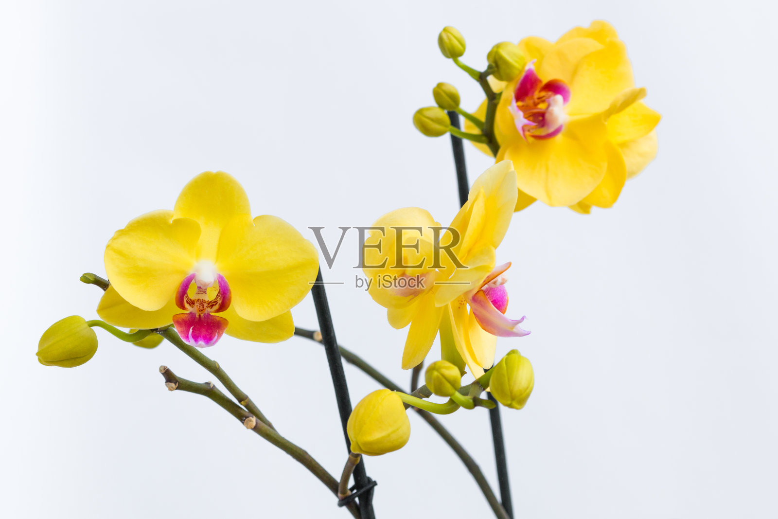 三朵金兰花，花茎白底照片摄影图片