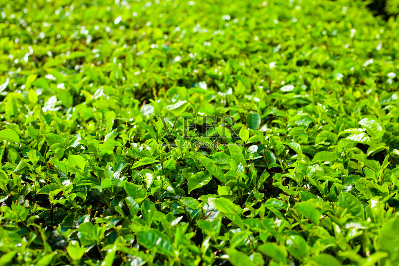 前景中有大灌木的茶园照片摄影图片