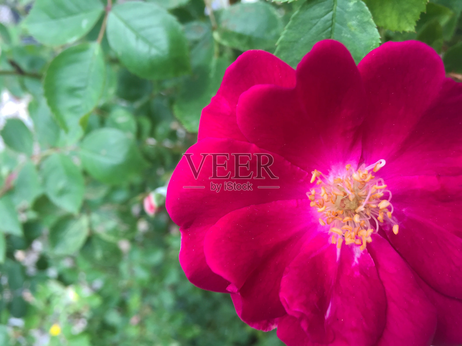 右边是火红玫瑰照片摄影图片