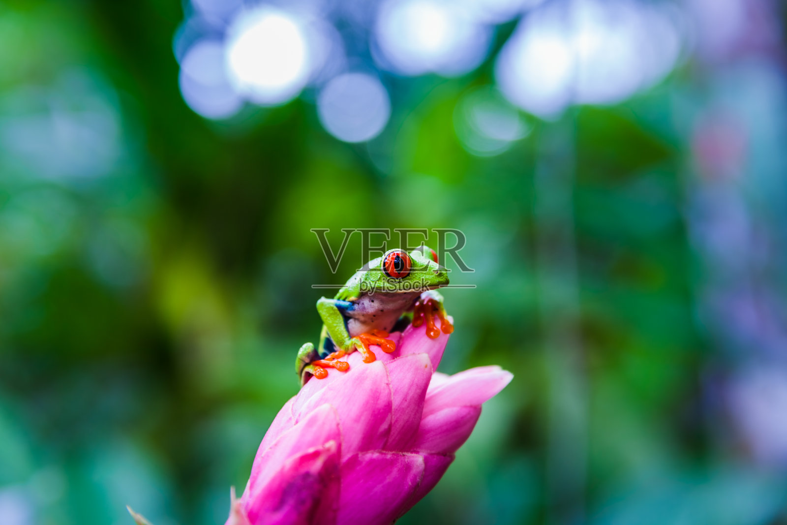 哥斯达黎加热带雨林的红眼树蛙照片摄影图片
