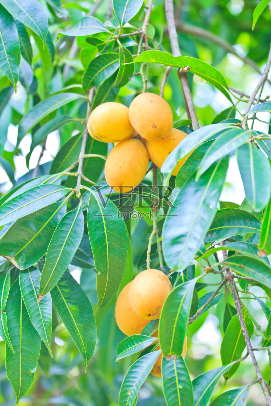 玛丽安·梅朗或马普兰照片摄影图片