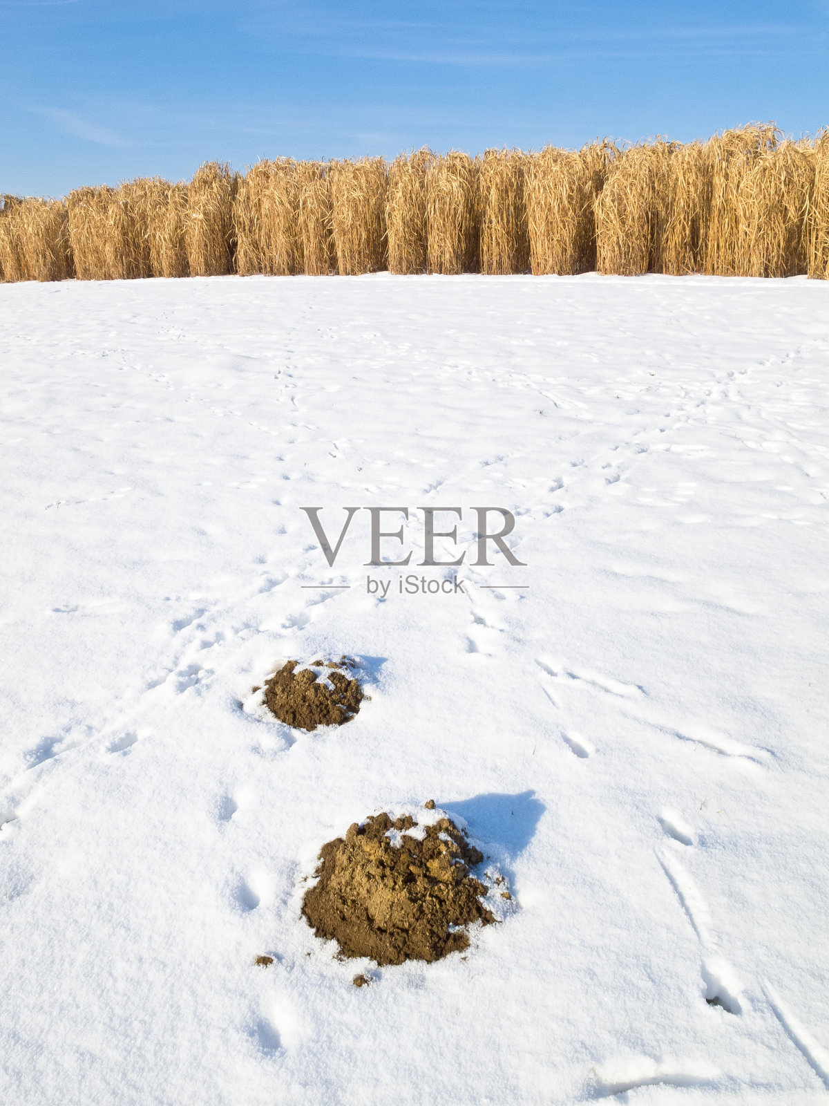 雪地里的鼹鼠丘照片摄影图片